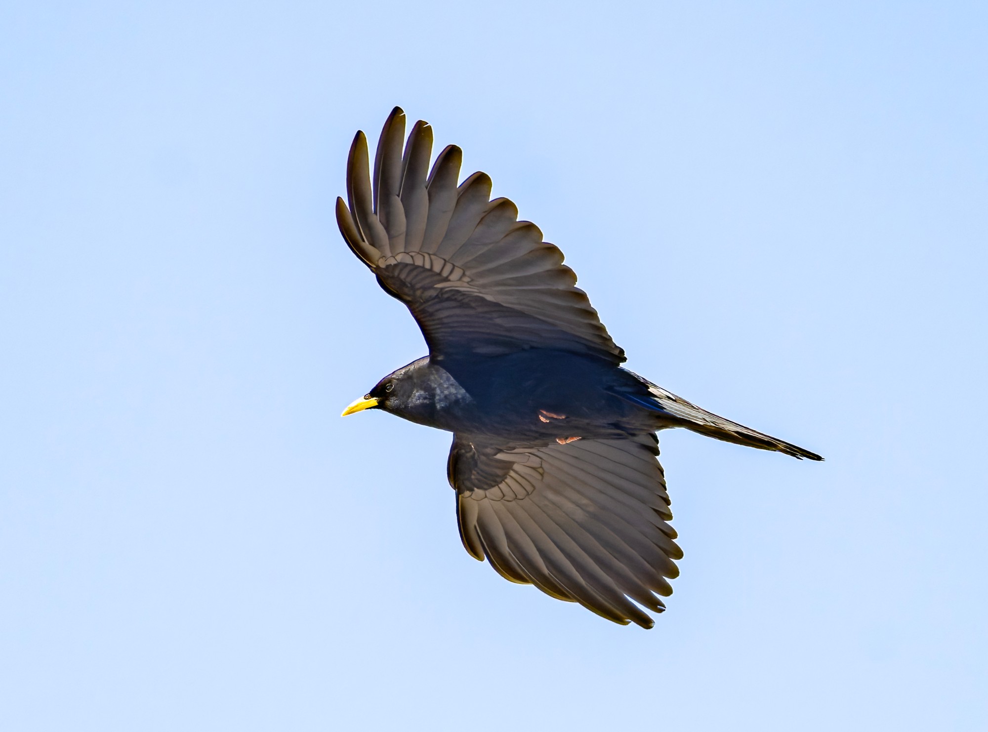 Alpine Chough
