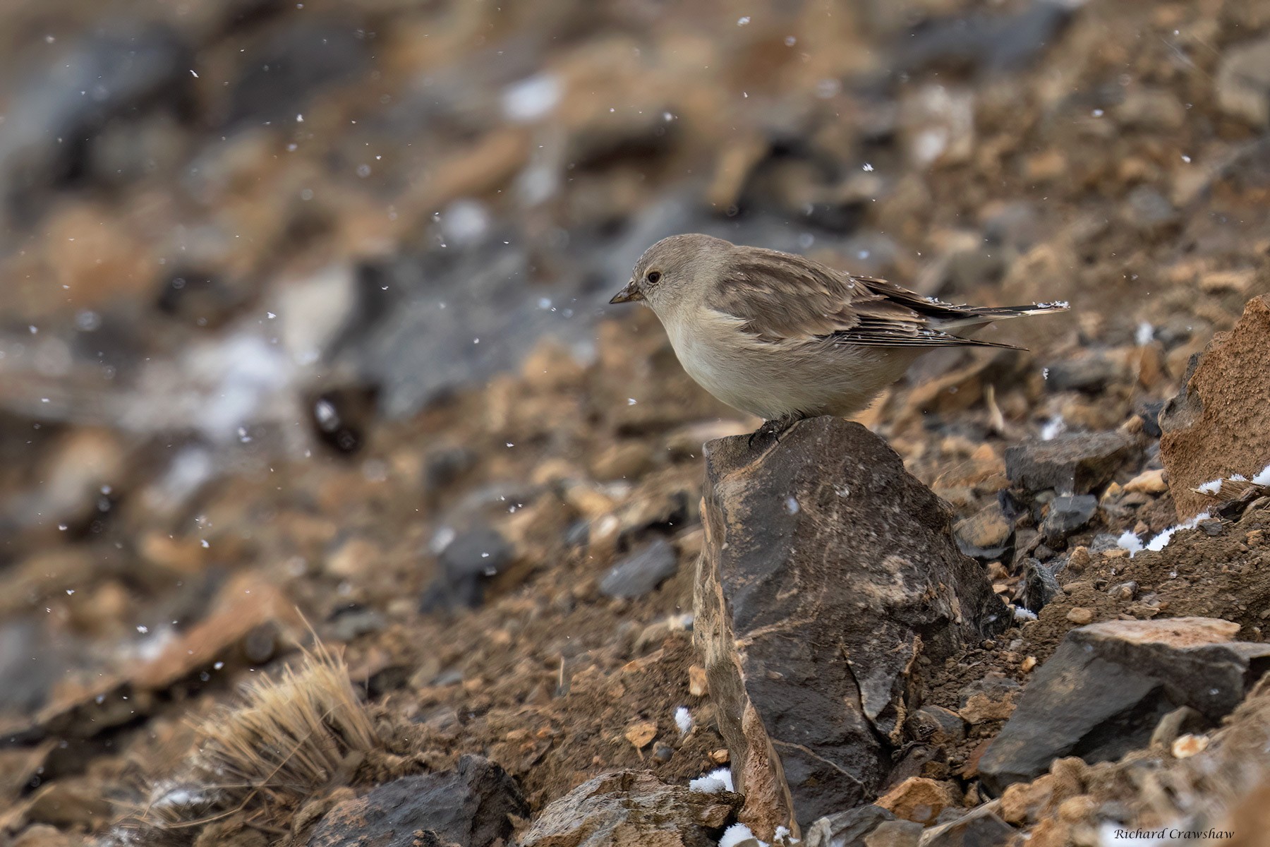 Black-winged Snowfinch