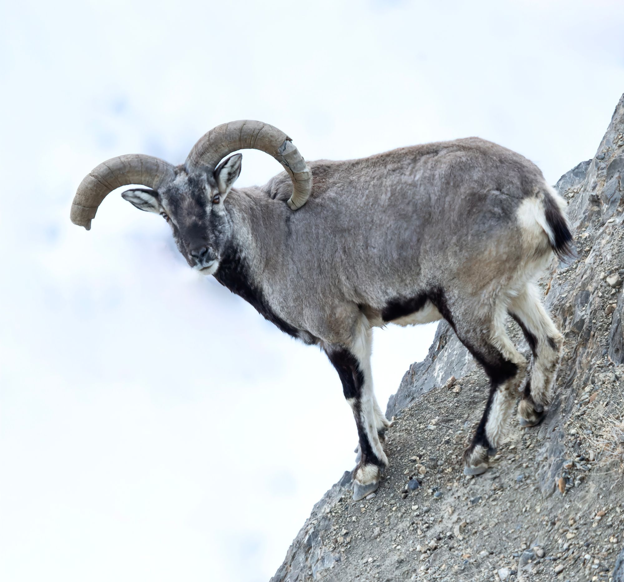 Blue Sheep Ram