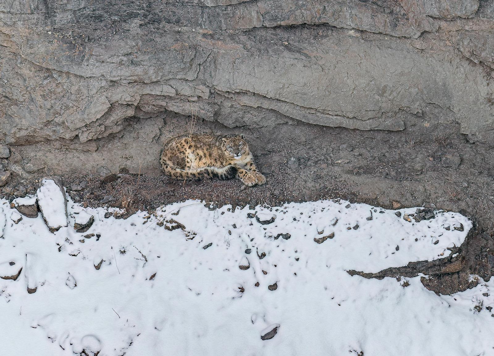 A Snow Leopard resting at the base of a rock face