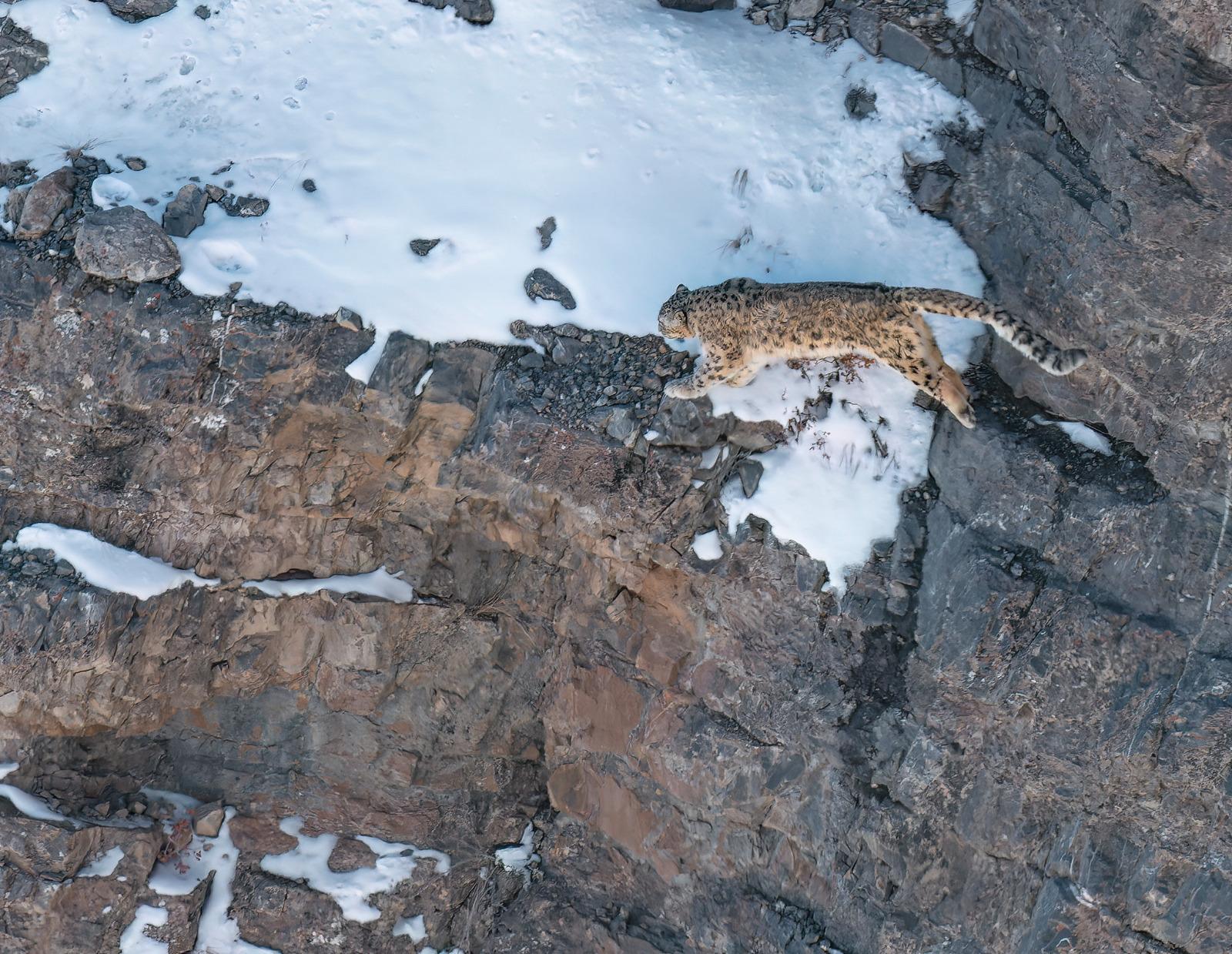 A Snow Leopard bounding across a rocky, snow-dusted ledge