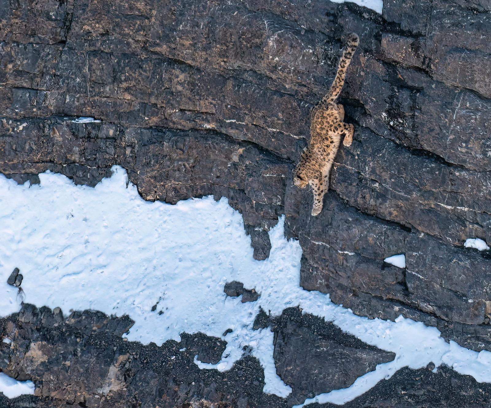 A Snow Leopard descending a steep rock face
