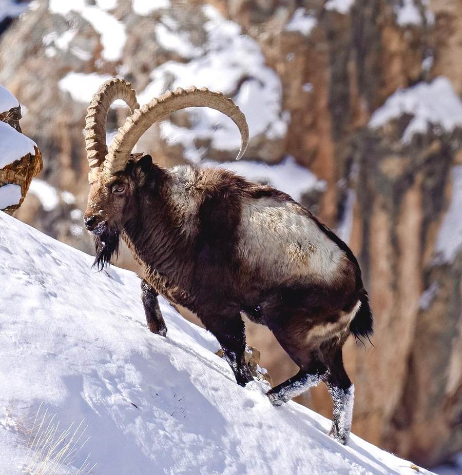 A large male Himalayan Ibex walking up a snowy slope
