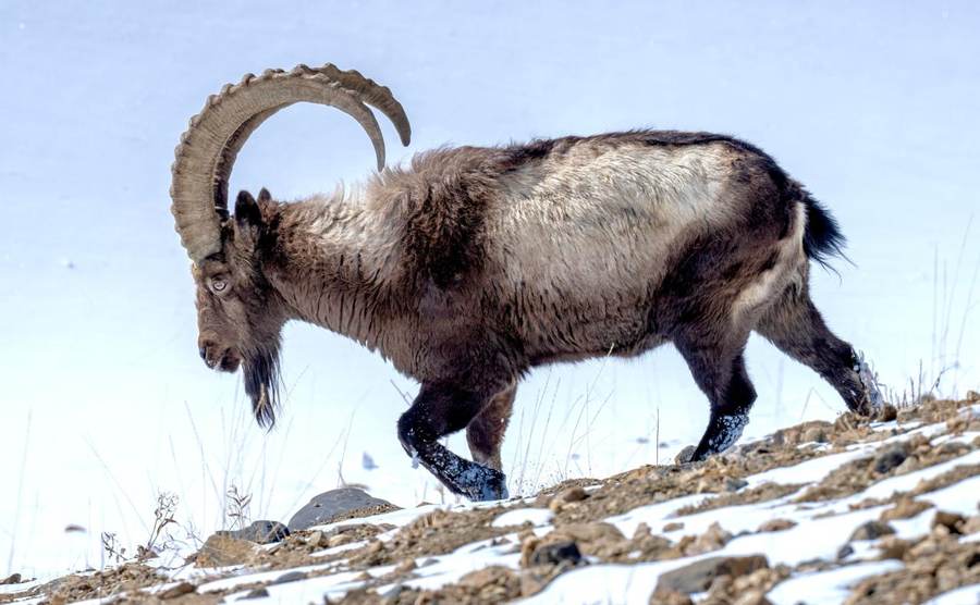 Himalayan Ibex walking along a snowy ridge, long curved horns