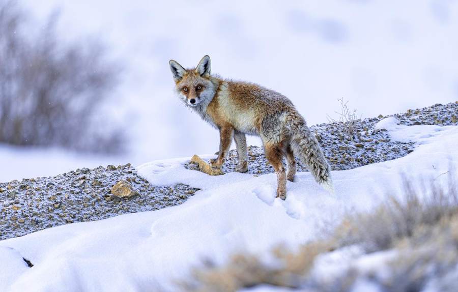 Himalayan Red Fox pausing to look back at the camera