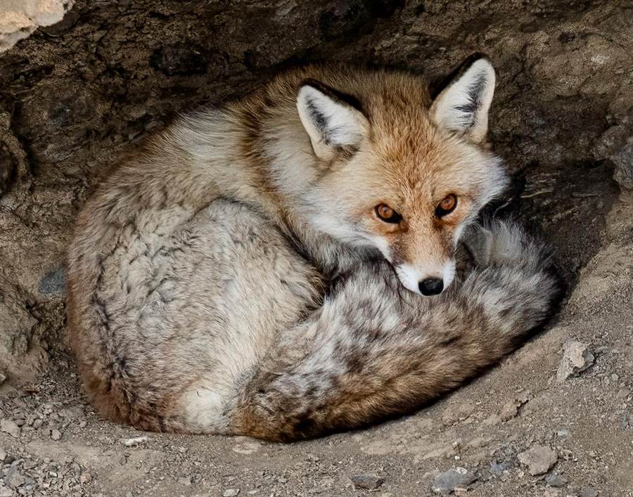 Himalayan Red Fox curled up in its rocky den