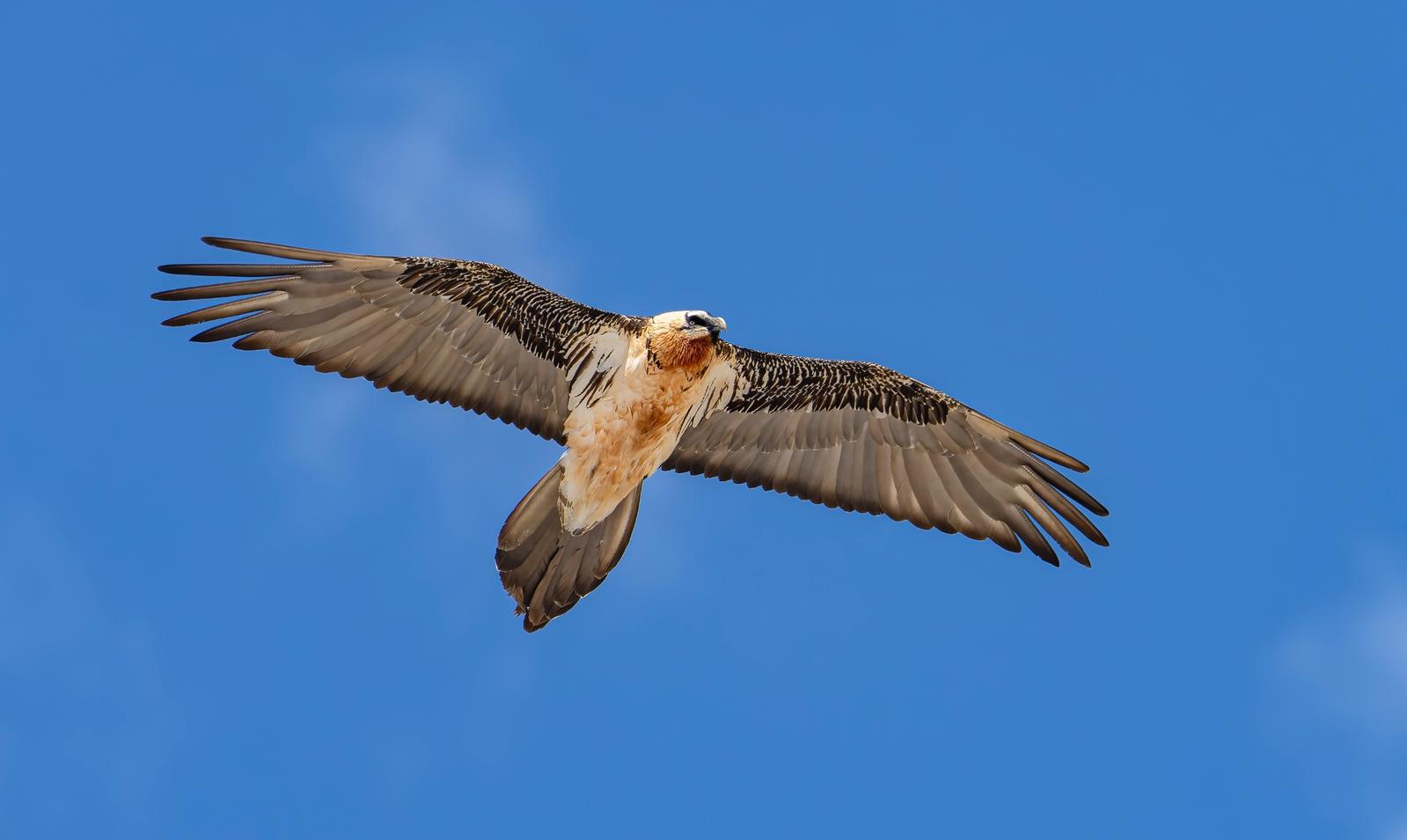 Bearded Vulture