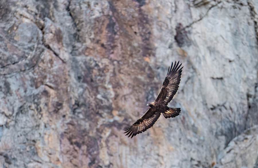 Golden Eagle