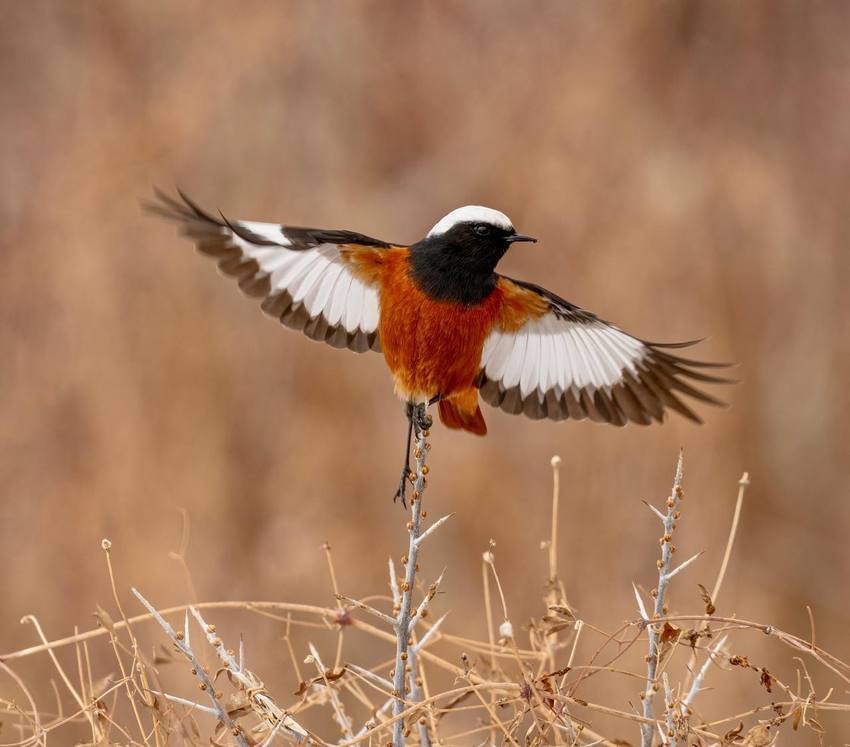 Male White-winged Redstart