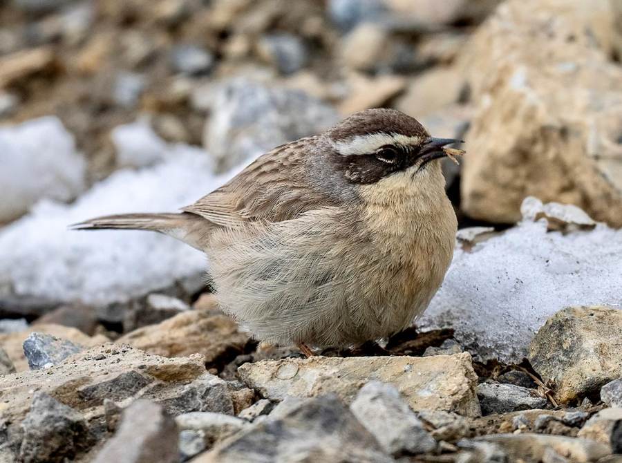 Brown Accentor