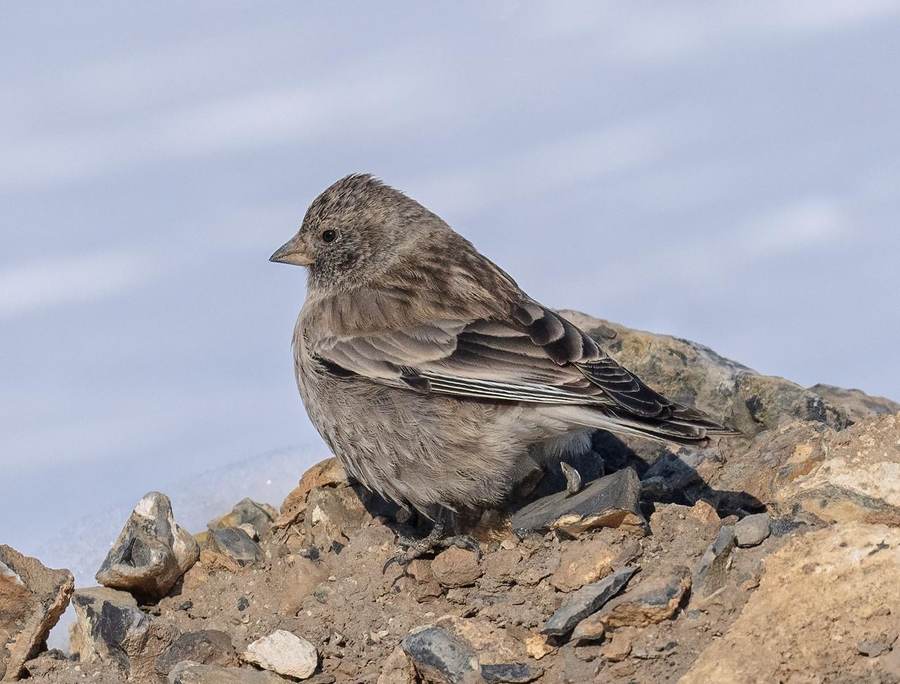 Black-headed Mountain Finch