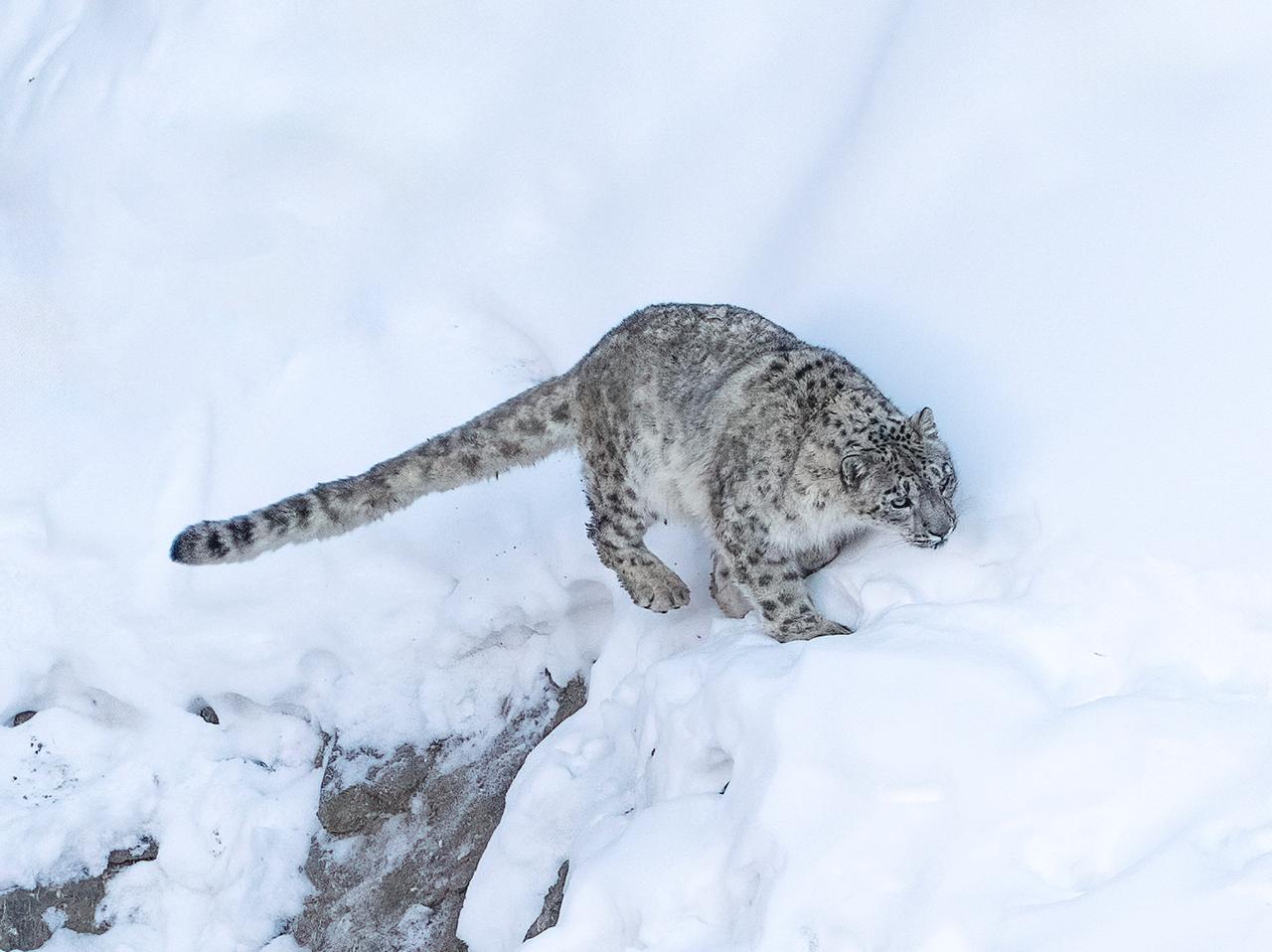 A Snow Leopard crouched on a snowy ledge, tail stretched out behind it