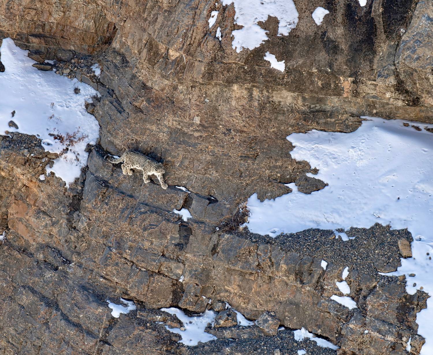 Snow Leopard negotiating the rocky ledge